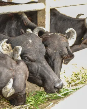Buffaloes being fed fresh fodder
