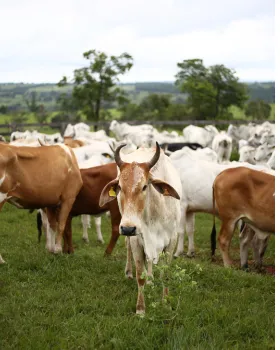 Free-grazing native desi cows