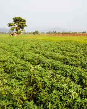 Lush groundnut farm stretching to the horizon