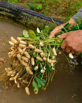 Groundnuts freshly harvested from the soil