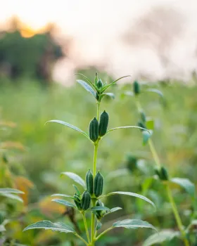 Sesame plants growing in the field at sunset