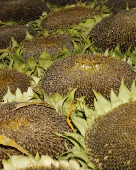 Sunflower heads harvested and drying