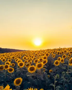 Golden sunflower field at sunrise